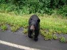 53-juli-Agressieve Black Bear-Hwy 37-Cassiar Highway